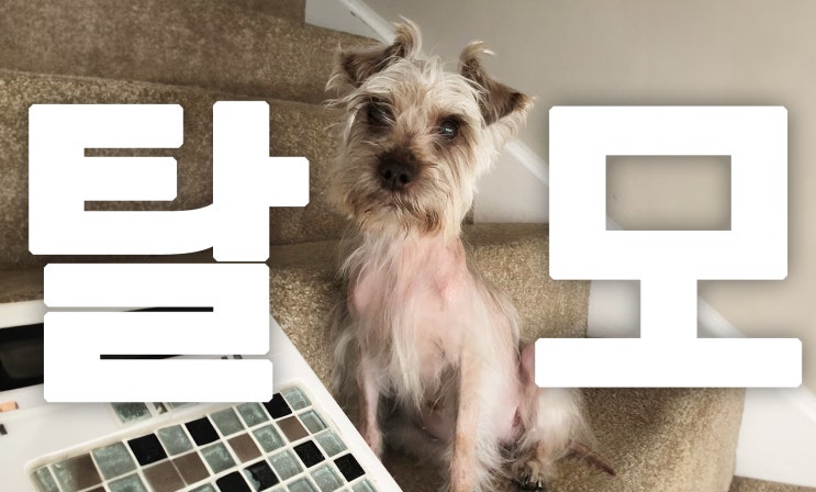  강아지 탈모 왜 일어나는걸까?