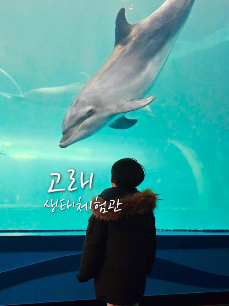  울산 아이와 가볼만한곳 장생포 고래생태체험관 돌고래쇼 관람시간