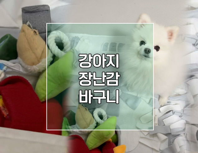  다이소 강아지 장난감 바구니 추천 가성비최고~!