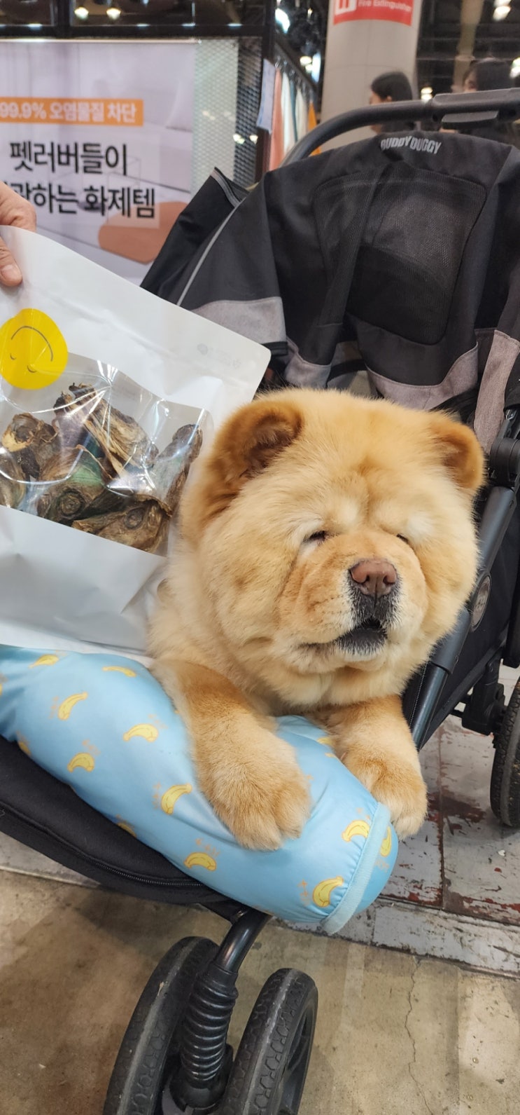 마이펫페어 1일차