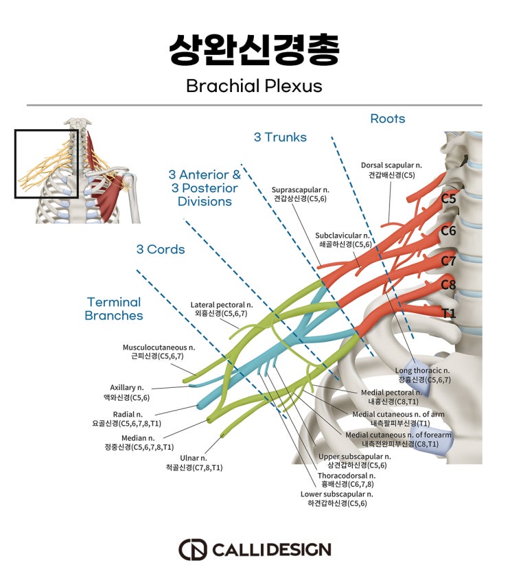  손이 저린 사각근 증후군 수내동 한의원