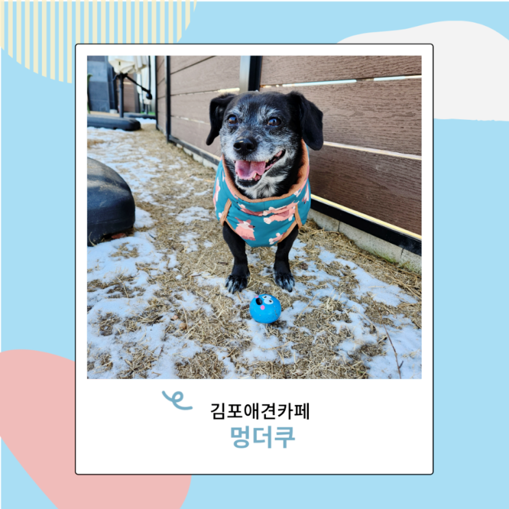 김포 애견운동장 멍더쿠 강아지 실내 가능한 애견카페 김포 애견운동장 멍더쿠 강아지 실내 가능한 애견카페