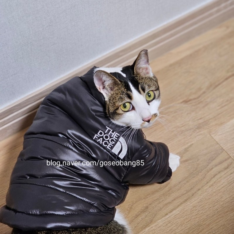강아지 더도그페이스 패딩/요즘 핫한 눕시입고 근사하게 산책하기