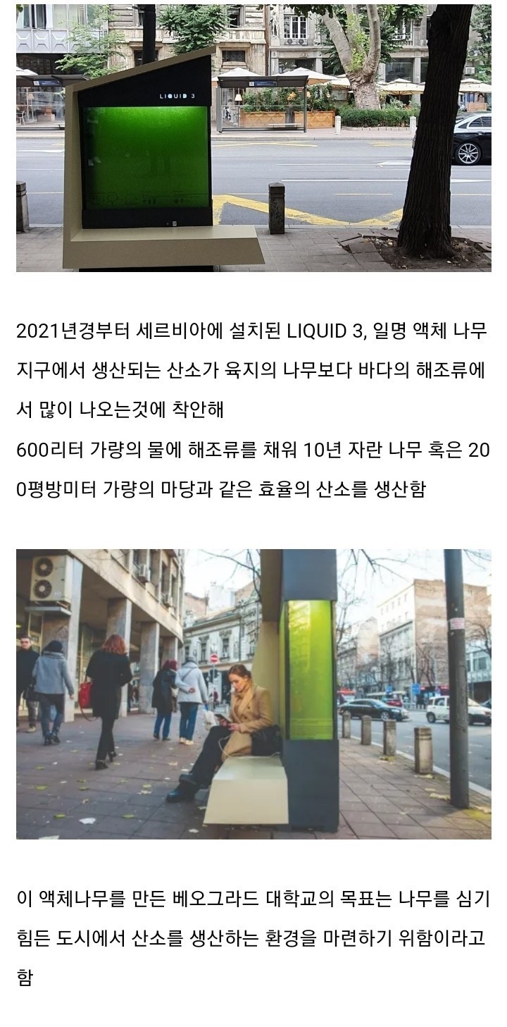 세르비아 약체 나무