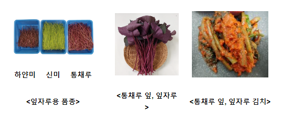 채소용 고구마 ‘통채루’ 이렇게 재배하세요