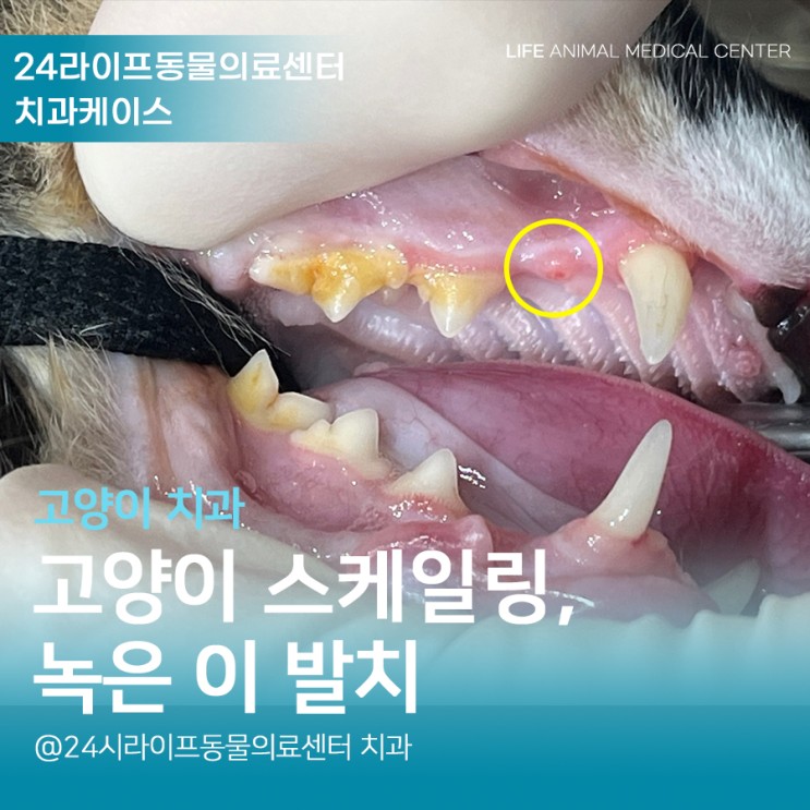고양이 치과) 고양이 스케일링, 치아흡수성병변 : 24시라이프동물의료센터