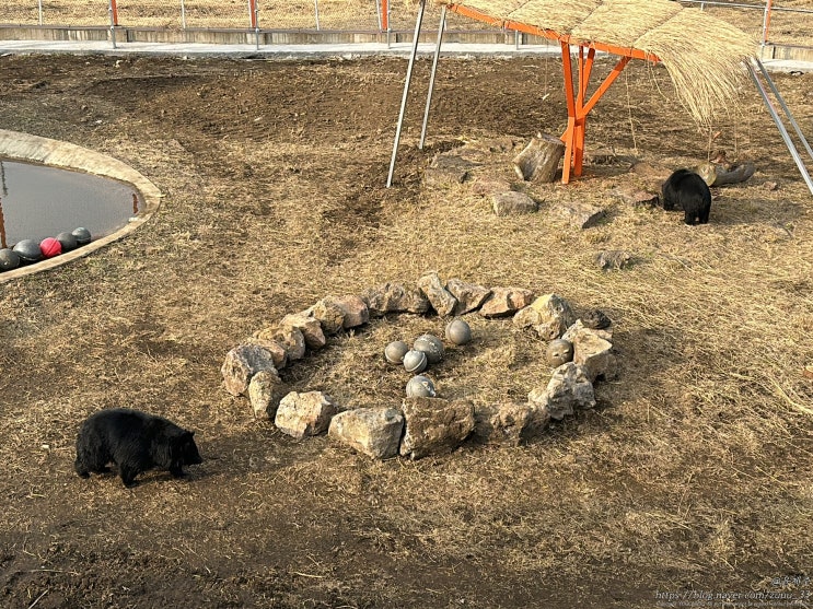 제주 반달가슴곰 제주도 아이랑 가볼만한곳 제주자연생태공원 무료 여행 명소