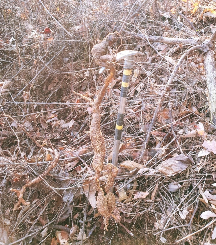 본격적인 겨울철 산행 상황버섯과 하수오 산행을 다녀옵니다 본격적인 겨울철 산행 상황버섯과 하수오 산행을 다녀옵니다