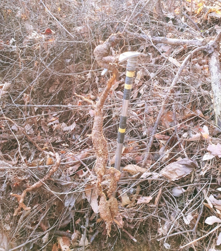 본격적인 겨울철 산행 상황버섯과 하수오 산행을 다녀옵니다