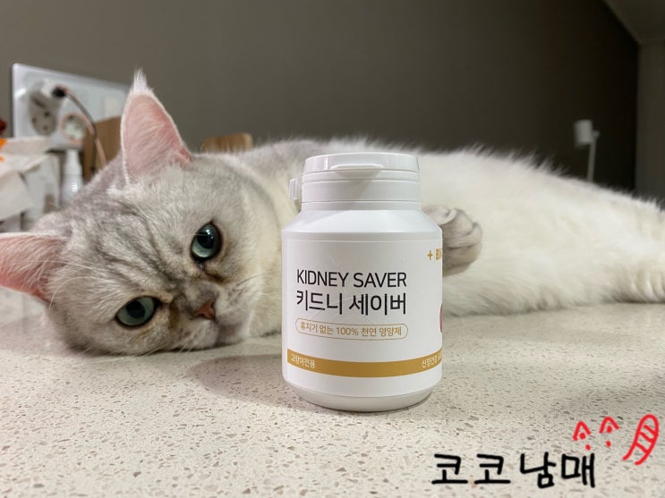  쉽게 급여할 수 있는 고양이 신장보조제, 고양이 방광염 관리 추천