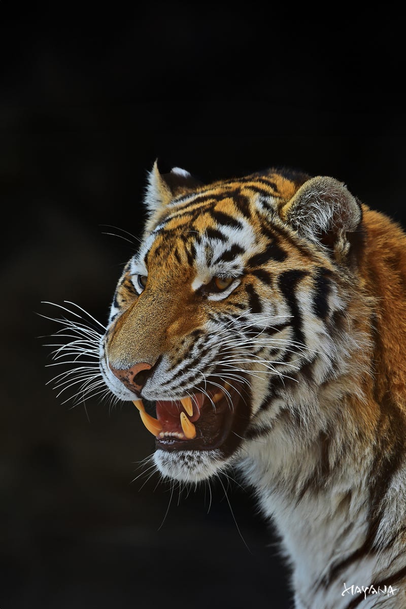 나무 옆 흙밭을 가로질러 걷는 호랑이 사진 – Unsplash의 숲 이미지, image size:800x1200