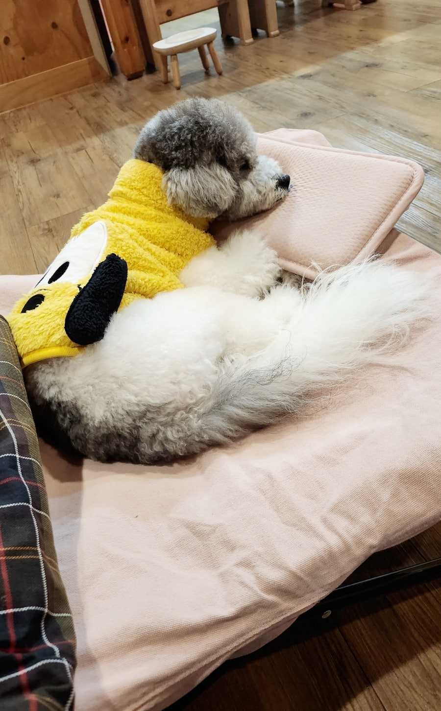 해피몽애견펜션 사진 4
