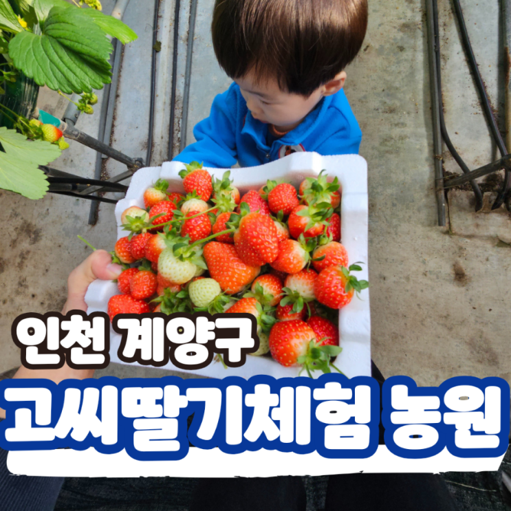 인천 계양 딸기농장체험 고씨농원, 아이와 함께한 딸기따기 체험