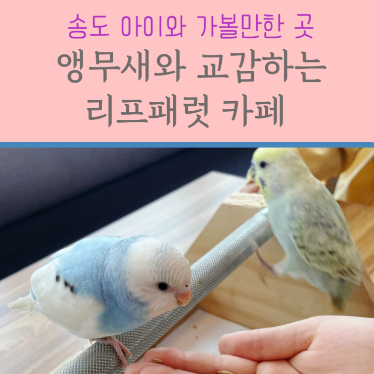  리프패럿 송도점 :: 겨울방학에 아이와 함께 앵무새체험 실내데이트