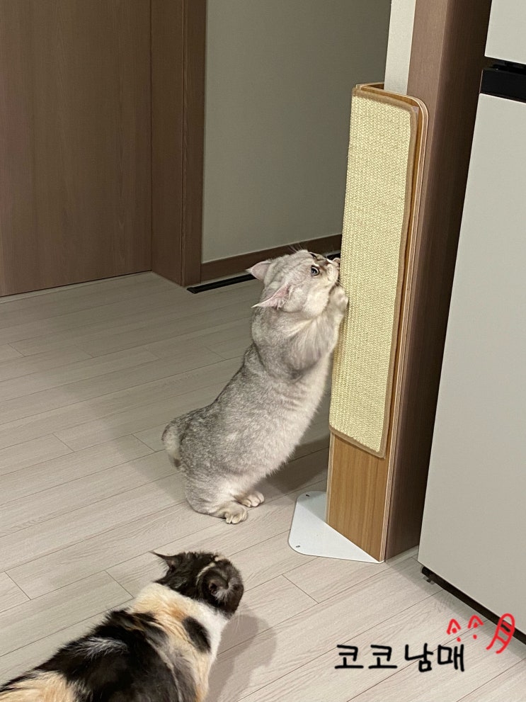  [내돈내산] 고양이 수직 스크래쳐 - 카무라라 코너스크래쳐