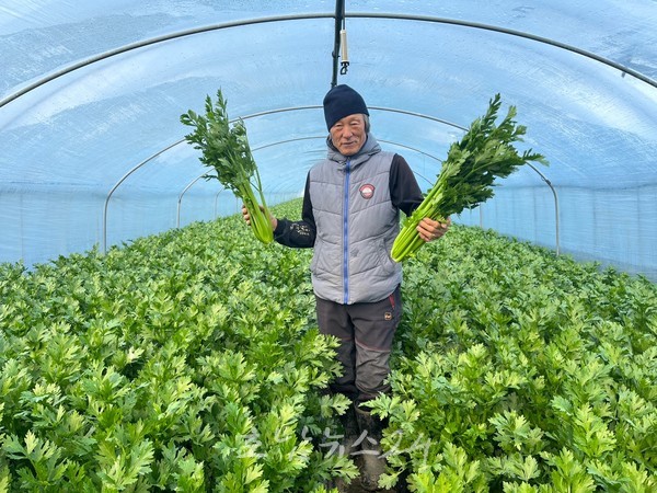  전남도 첫 1월의 친환경농산물, 광양 유기농 셀러리(Celery) 선정