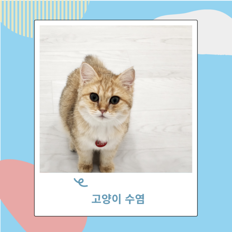 고양이 수염 강제로 자르지 마세요 행운을 부르거든요