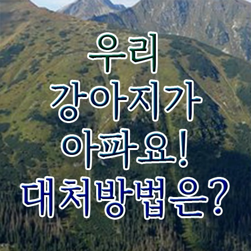 강아지 열날때 증상 대처법 확인하고 가세요 !!! 강아지 열날때 증상 대처법 확인하고 가세요 !!!