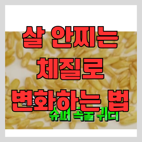  귀리효능과 오트밀 다이어트가 어떻게 체질을 바꾸는지 알아보고 - 먹는법을 꼭 알아가세요 [주의: 잘못 먹으면 오히려 살찜]