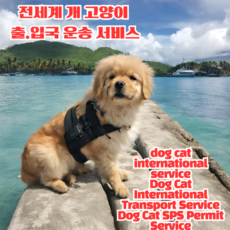  강아지 고양이 필리핀 데려가기 반려견 해외 운송 출국 검역 수입 입국 SPS 허가 서류