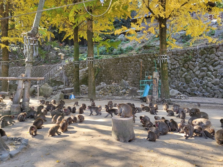 [일본여행] 벳푸 여행 : 다카사키야마 자연동물원 벳푸 원숭이산