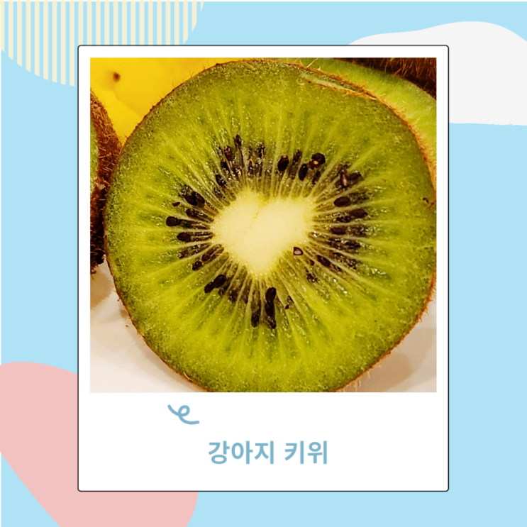 강아지 골드키위, 키위 참다래 과일 급여시 주의점 강아지 골드키위, 키위 참다래 과일 급여시 주의점