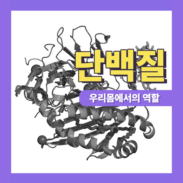  단백질, 우리 몸안에서의 역할