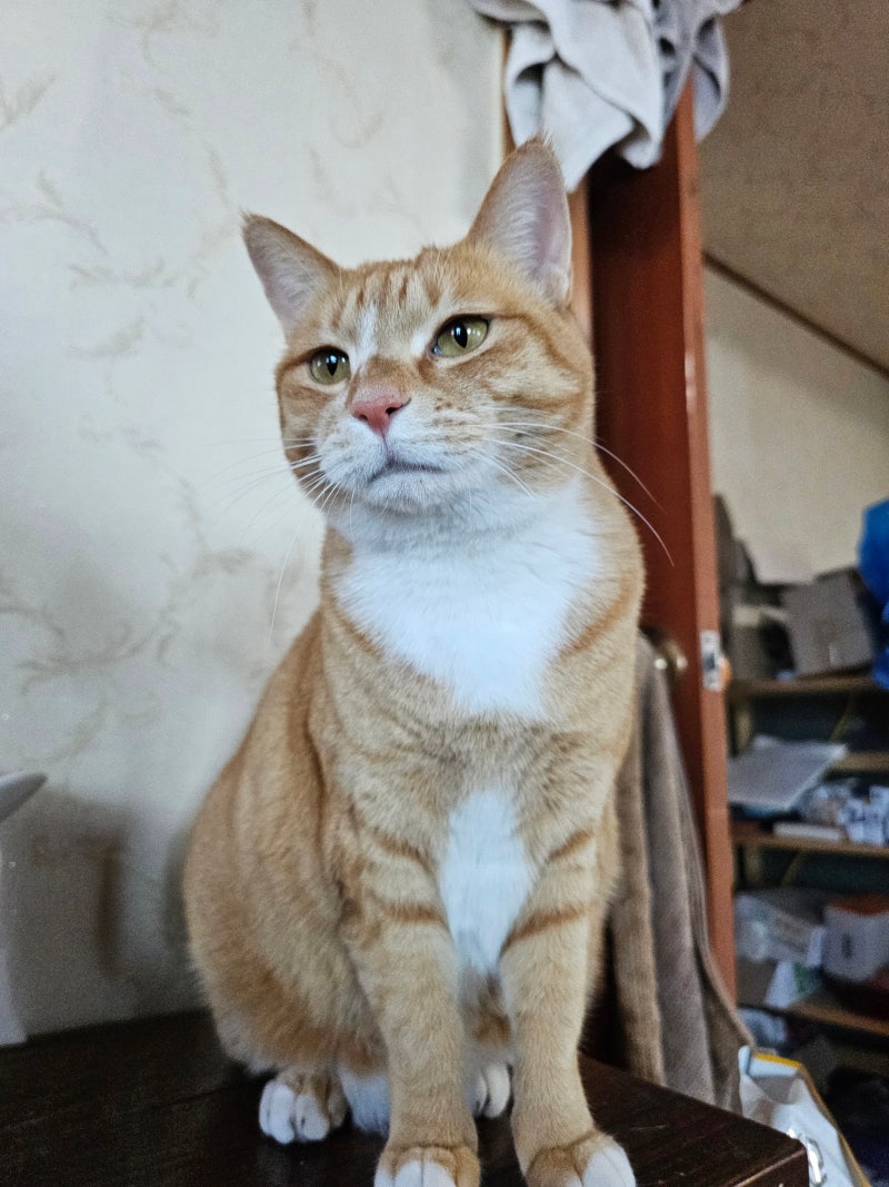 길고양이한테 밥 주지 말라는 사람들 특징 : 네이버 블로그, image size:800x1067