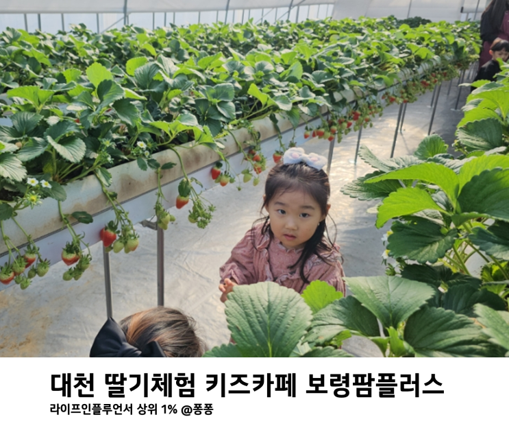  충남 보령 딸기체험 키즈카페 보령팜 플러스 대천 아이와 가볼만한곳 추천