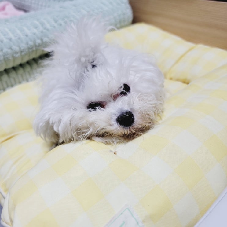  강아지 혈소판 감소증 증상 붉은 반점 잇몸색 피부멍