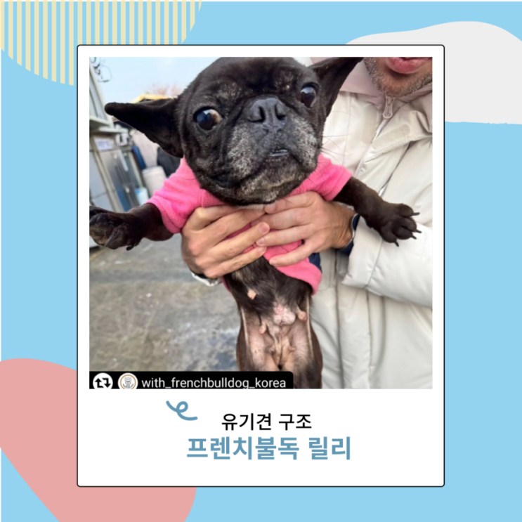 프렌치불독 유기견 릴리 구조완료 병원비 마련 도와주세요 프렌치불독 유기견 릴리 구조완료 병원비 마련 도와주세요