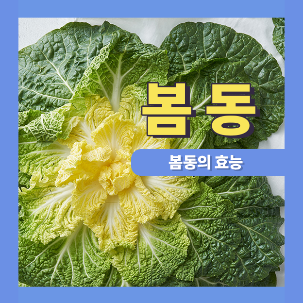  봄동의 효능