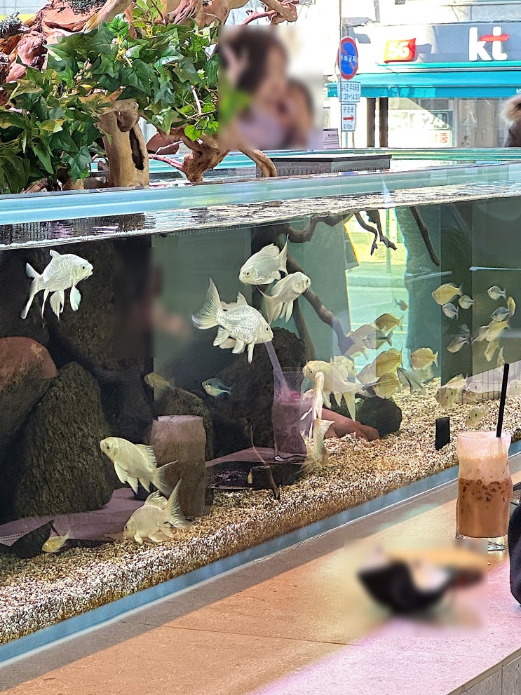  강남역 신상 카페 대형 비바리움 슬로우커피 솔직 후기