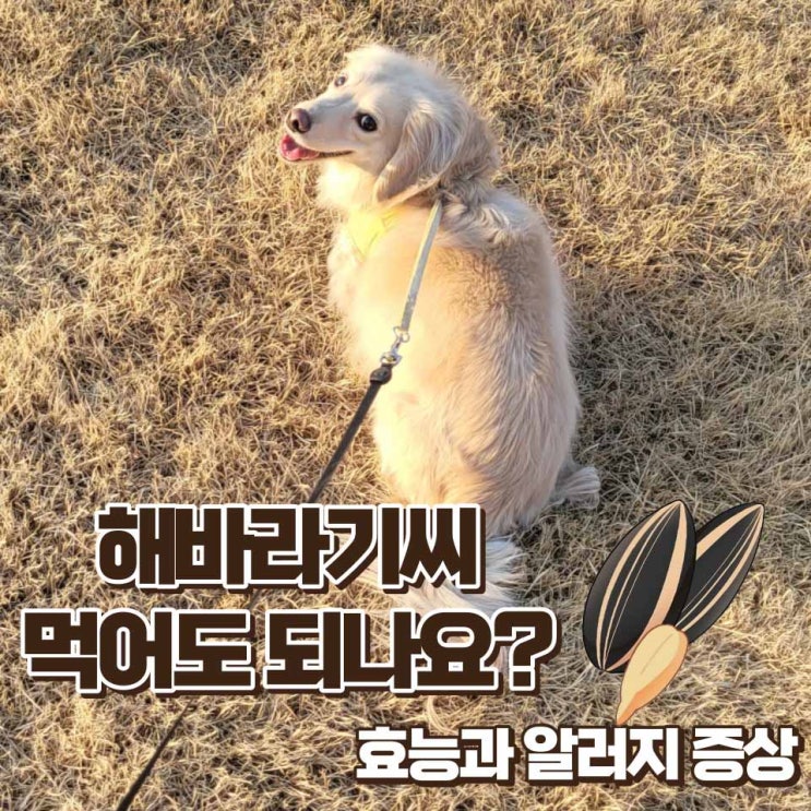  강아지 해바라기씨 먹어도 될까? 급여 방법, 효능 및 알러지 증상