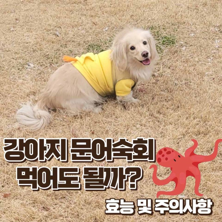  강아지 문어숙회, 삶은 문어 먹어도 될까? 효능 및 주의사항 알러지 증상