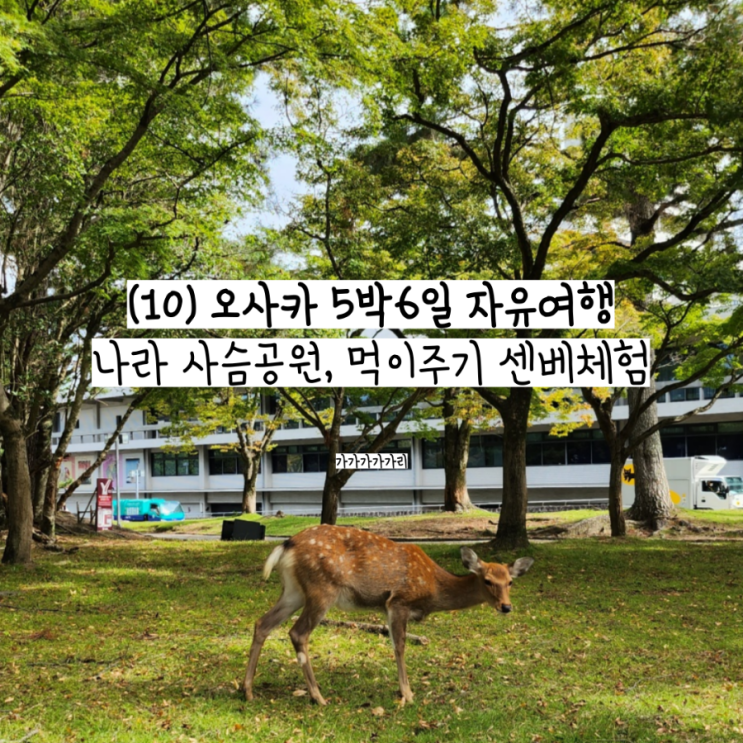  오사카 나라 사슴 공원 먹이주기 센베체험, 센베가격, 주의사항 일본여행 근교 당일치기 필수코스