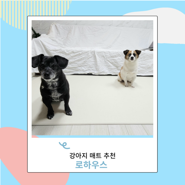 강아지매트 로하우스 미끄럼방지 애견매트 추천 강아지매트 로하우스 미끄럼방지 애견매트 추천