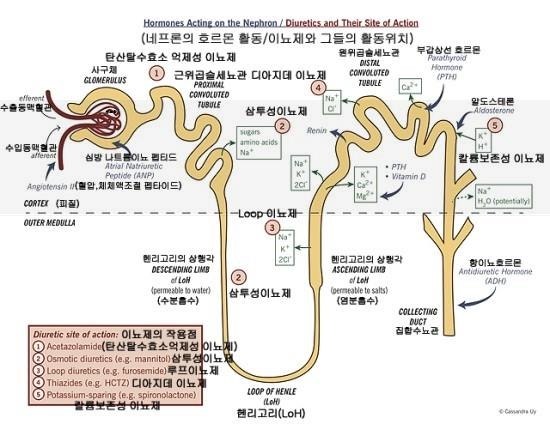 세뇨관 급성 세뇨관 간질신장염 맞춰보자