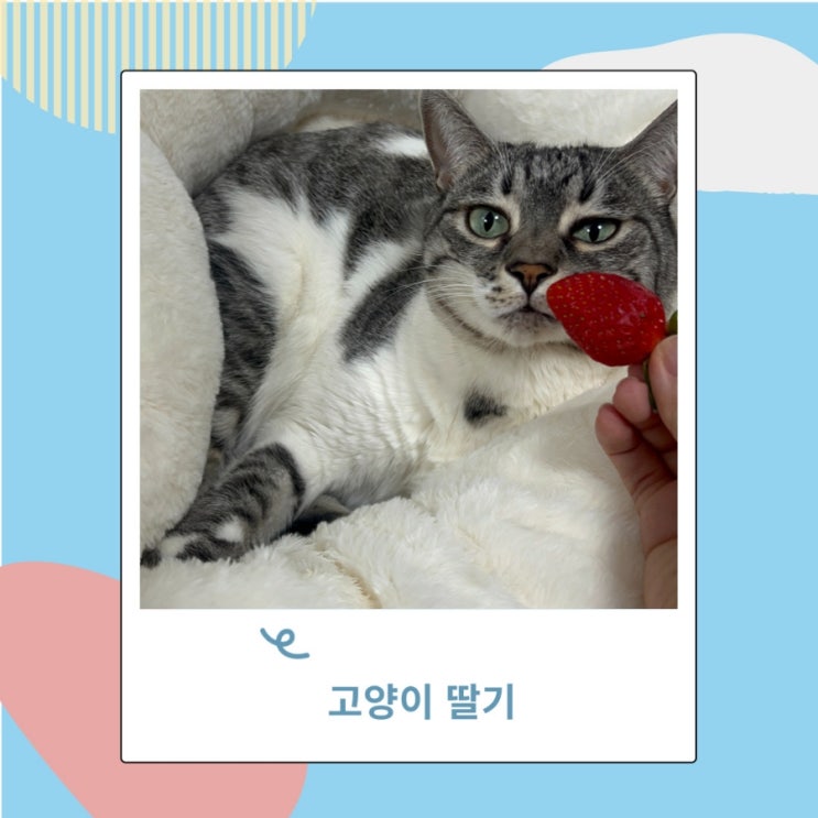 고양이 과일 딸기 딸기잼 냉동딸기는 어떨까?