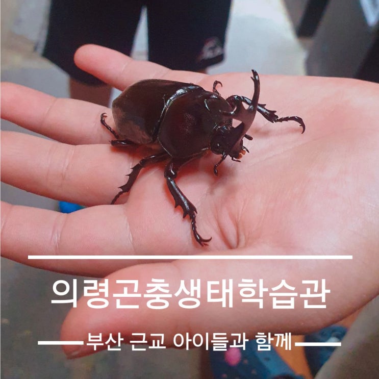  의령곤충박물관(생태학습관)_부산 근교 방학동안 가볼 만한 곳