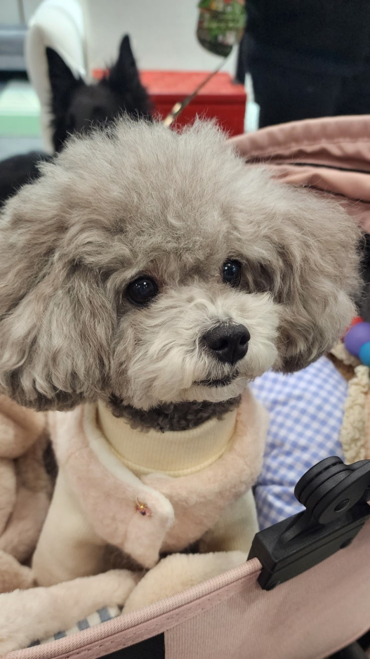 마이펫페어 멋진 피날레
