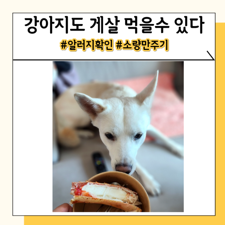 강아지 랍스터 게살 킹크랩 꽃게 먹어도 되지만 소량만! 강아지 랍스터 게살 킹크랩 꽃게 먹어도 되지만 소량만!