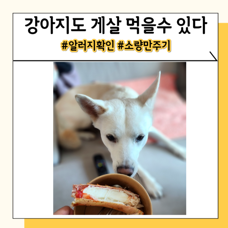 강아지 랍스터 게살 킹크랩 꽃게 먹어도 되지만 소량만!