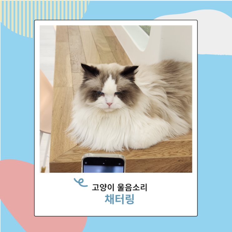 고양이 울음소리 종류 채터링 본능이죠 고양이 울음소리 종류 채터링 본능이죠