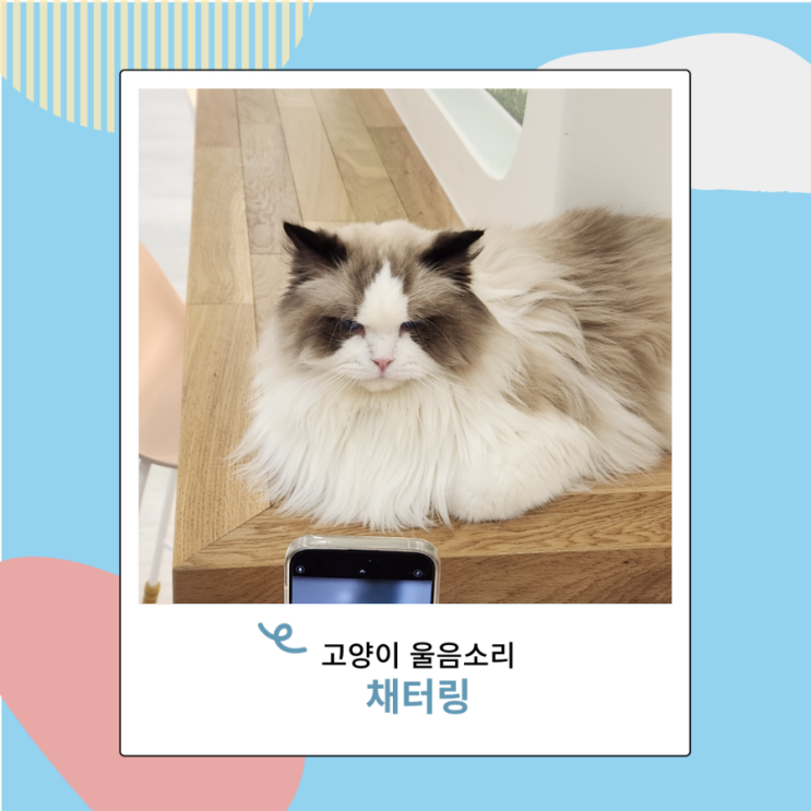 고양이 울음소리 종류 채터링 본능이죠