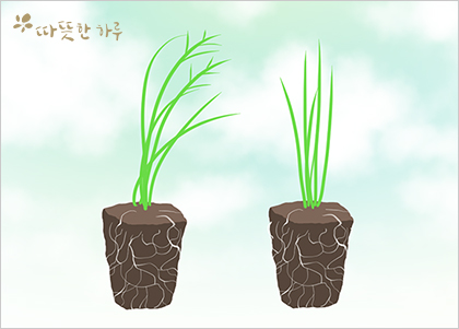 모종과 잡초의 구별 모종과 잡초의 구별