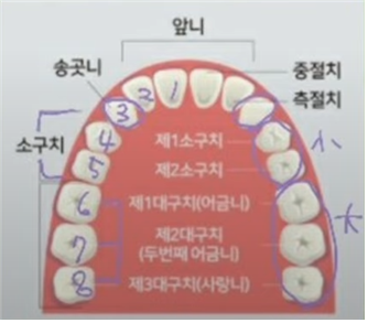 [간호조무사요점정리]기초간호학개요 : 치과