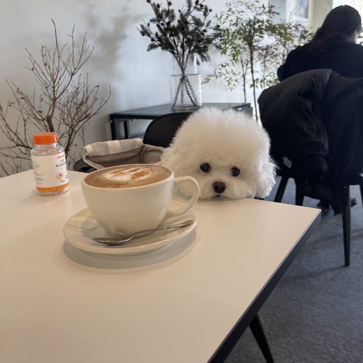  소형견 중형견 동반 가능한 덥커피(dub coffee) 마포 애견동반 카페!