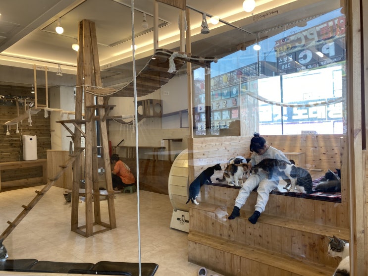  시흥 아이와 가볼 만한 곳 고양이 카페 동물 카페 댕댕냥냥 시흥점