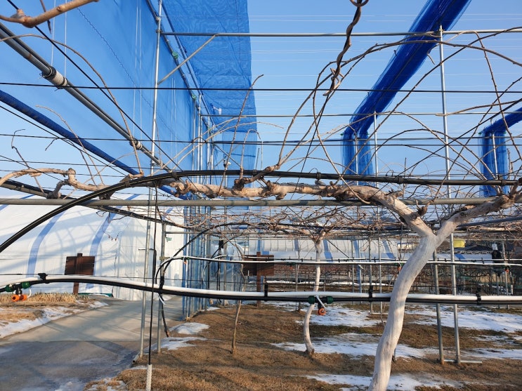 2024년 토종다래 <b>새해농업인 실용교육</b> 참석